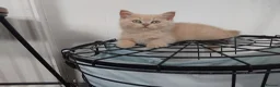 British Shorthair cats for sale: RARE Stunning BSH Cream Female for Sale  - Advert 3