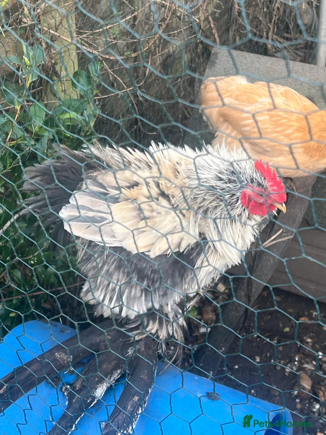 Chickens poultry for sale:  SOLD ----Fizzy lavender bantam chicken - Advert 3