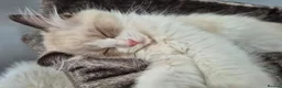 Ragdoll cats for sale: Ragdoll TICA registered - Advert 10