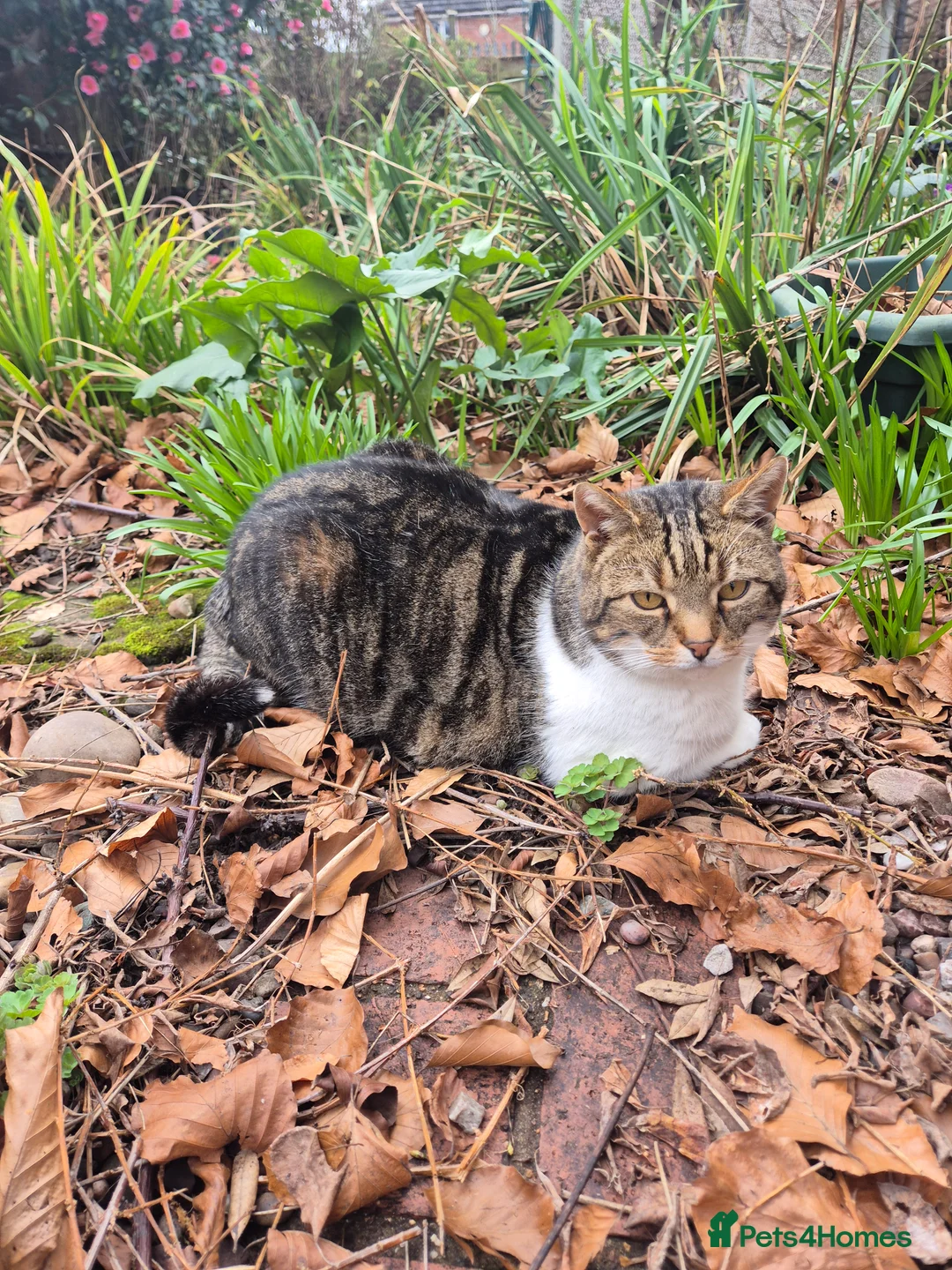 Mixed Breed cats for sale: Bagpuss needs a new home!  - Advert 3