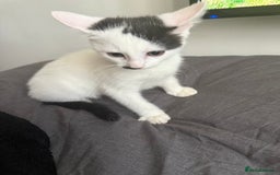 Mixed Breed cats for sale: Mixed Kitten for Sale - Image 4