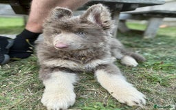 German Shepherd dogs for sale: Blue & Isabella German Shepherd Puppies For Sale  - Image 22
