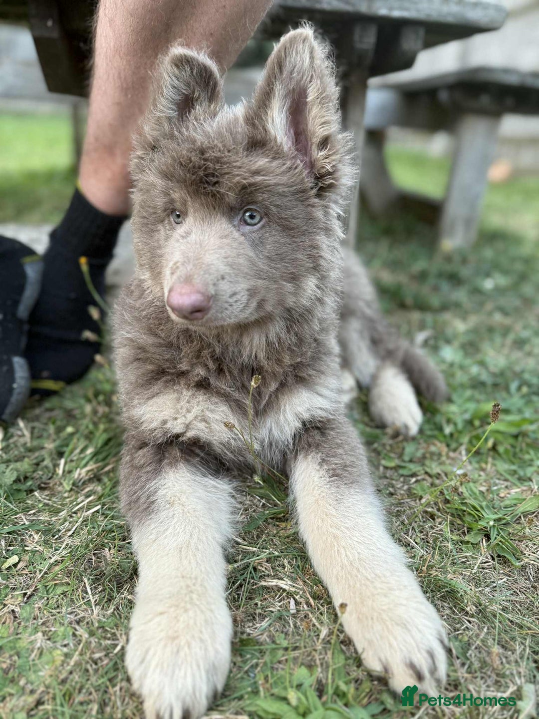 German Shepherd dogs for sale: Blue & Isabella German Shepherd Puppies For Sale  - Image 22