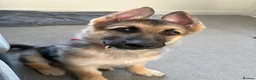 German Shepherd dogs for sale: Female puppy 12 weeks old  - Advert 2