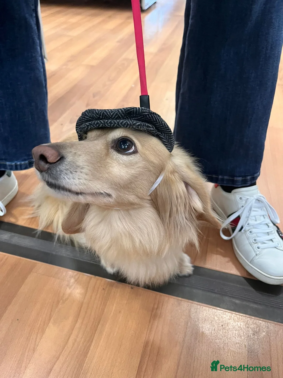 Miniature Dachshund dogs for sale: Little sausages with big characters  - Advert 20