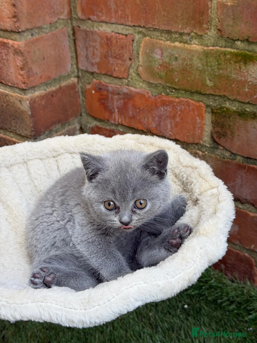 British Shorthair cats for sale: 3 purebred Blue British Shorthair kittens girls  - Advert 24