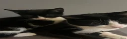 Mixed Breed cats for sale: Tuxedo kittens  - Advert 4