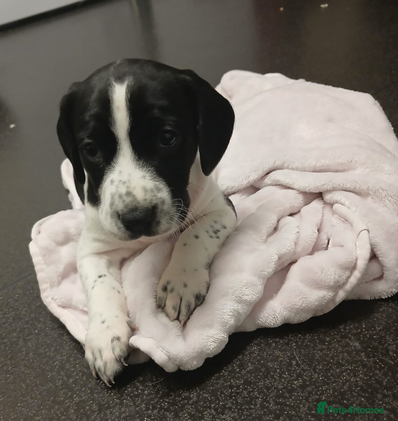 Cocker Spaniel dogs Cocker spainels x bocker - Advert 17