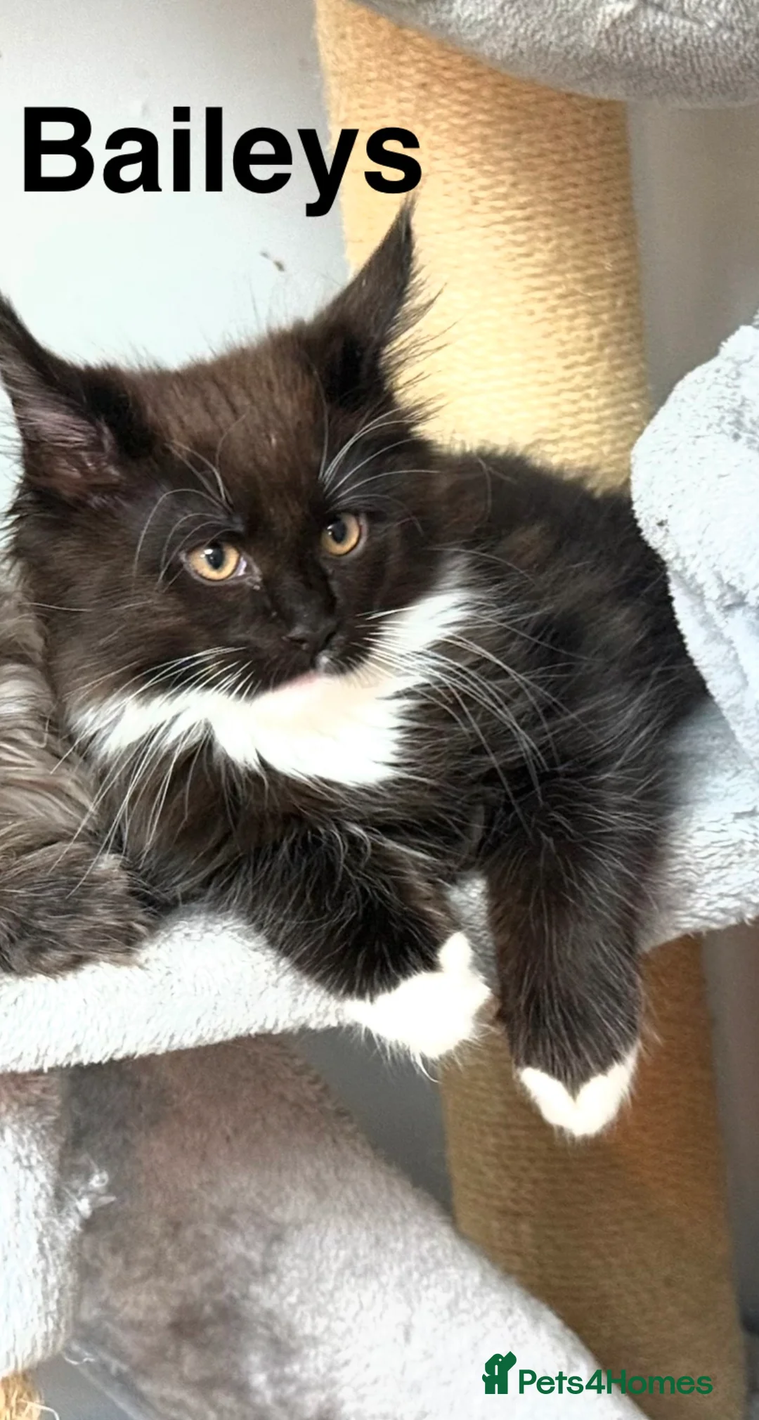 Maine Coon cats for sale: Stunning Pedigree Maine Coon Kittens for Sale - Advert 13
