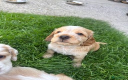 Mixed Breed dogs for sale: Clumber x Cocker Puppies  in Warminster - Image 8