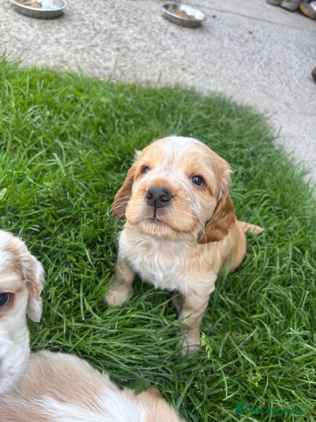Mixed Breed dogs for sale: Clumber x Cocker Puppies  in Warminster - Image 8