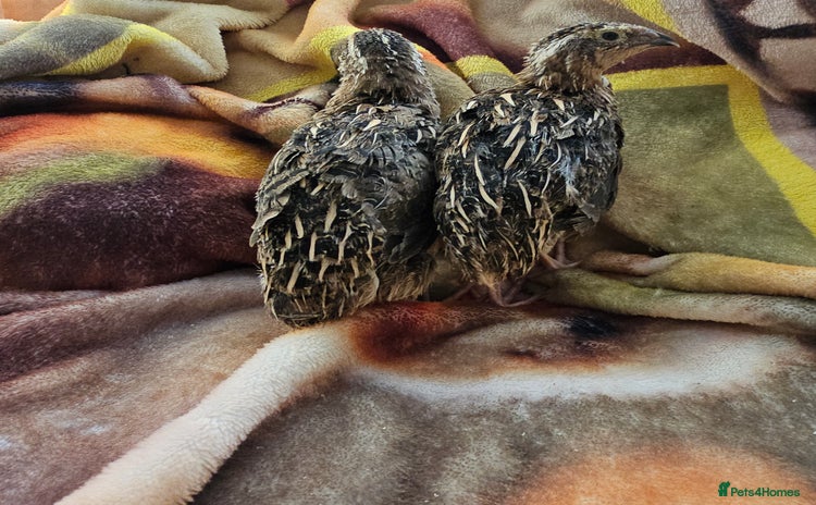 Quail poultry - Advert 1