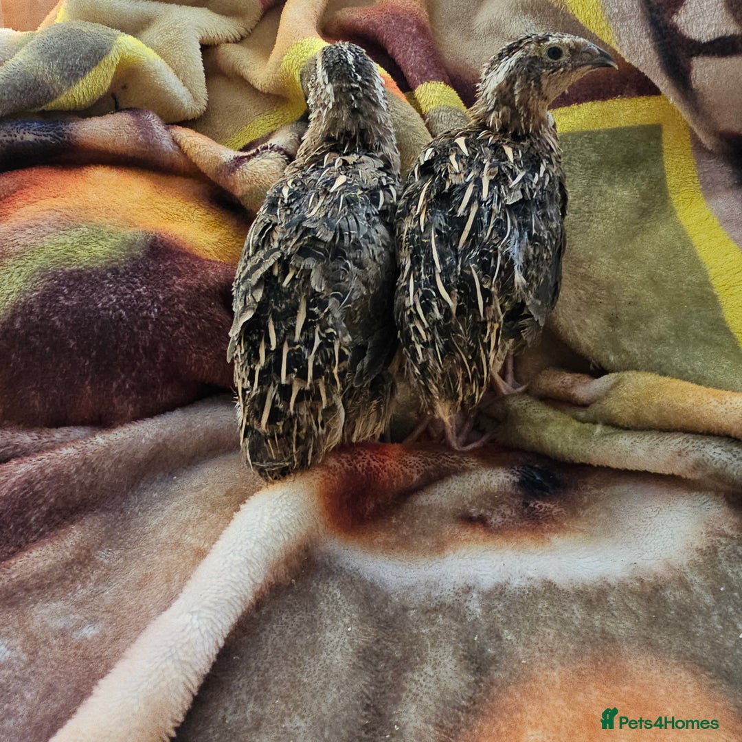 Quail poultry for sale: Coturnix quails  - Image 1