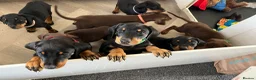 Dobermann dogs for sale: Doberman puppies for sale only 2boys left  - Advert 2