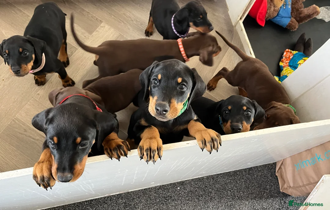 Dobermann dogs for sale: Doberman puppies for sale only 2boys left  - Advert 2