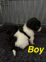 Pomapoo dogs Beautiful Pom puppies 🐶 - Advert 4