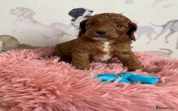 Cockapoo dogs for sale: F1 Cockapoo’s **fully DNA tested** - Image 22