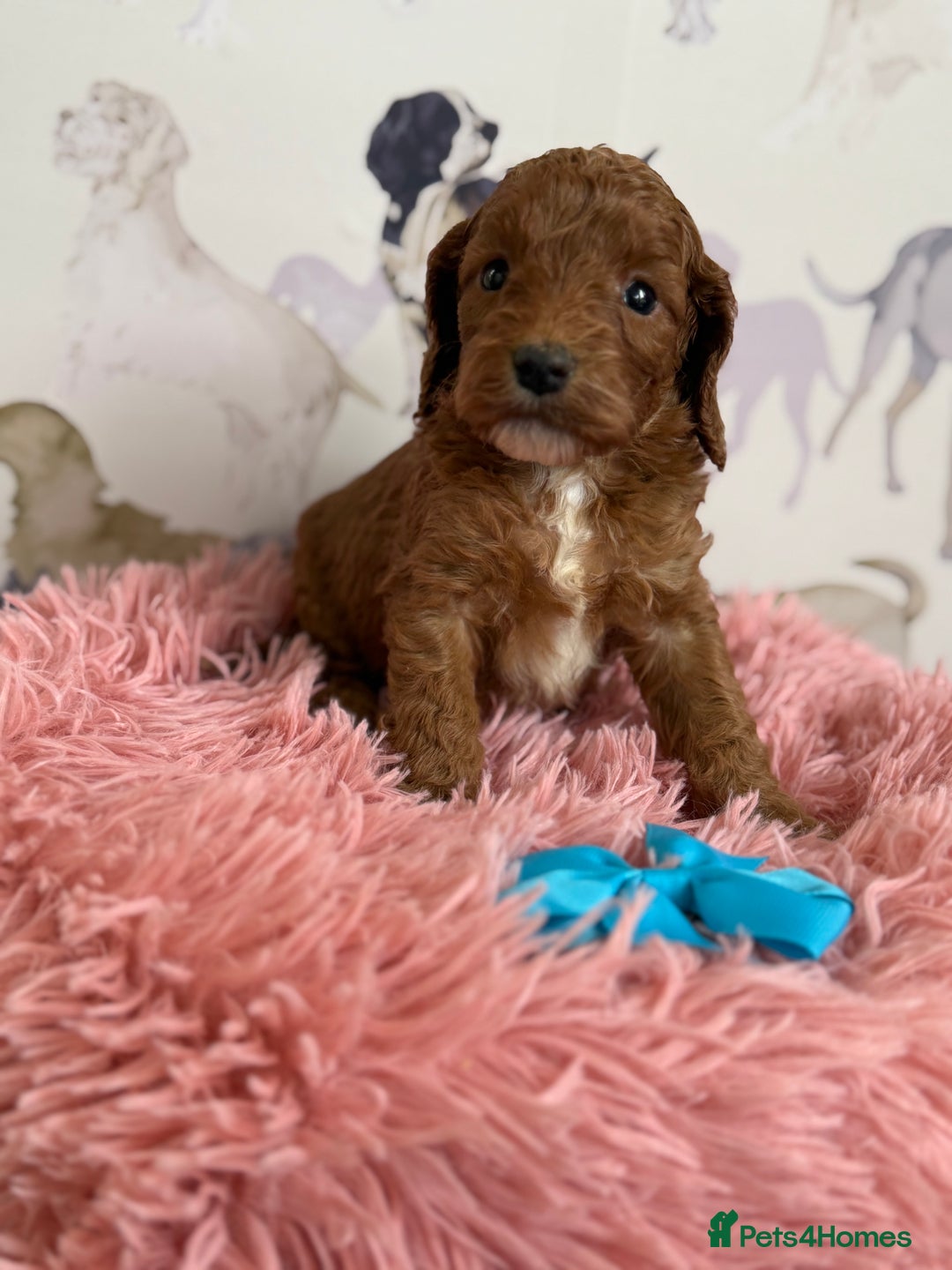 Cockapoo dogs for sale: F1 Cockapoo’s **fully DNA tested** - Image 22