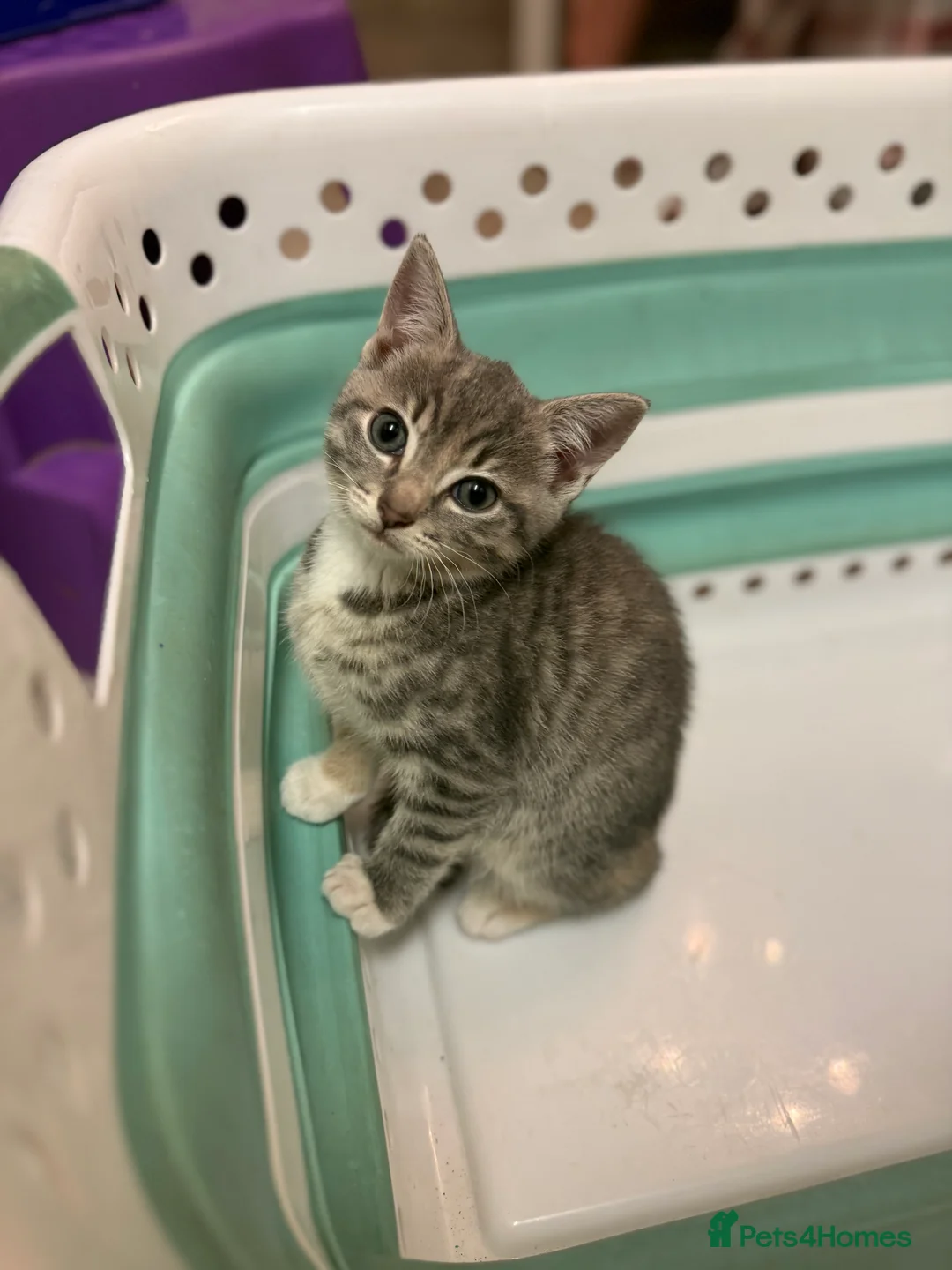 British Shorthair cats for sale: Unusual kittens  - Advert 20