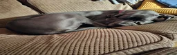 Great Dane dogs for sale: Loving great dane. - Advert 7
