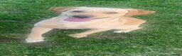 Labrador Retriever dogs for sale: Beautiful Labrador girl looking for her new family - Advert 6
