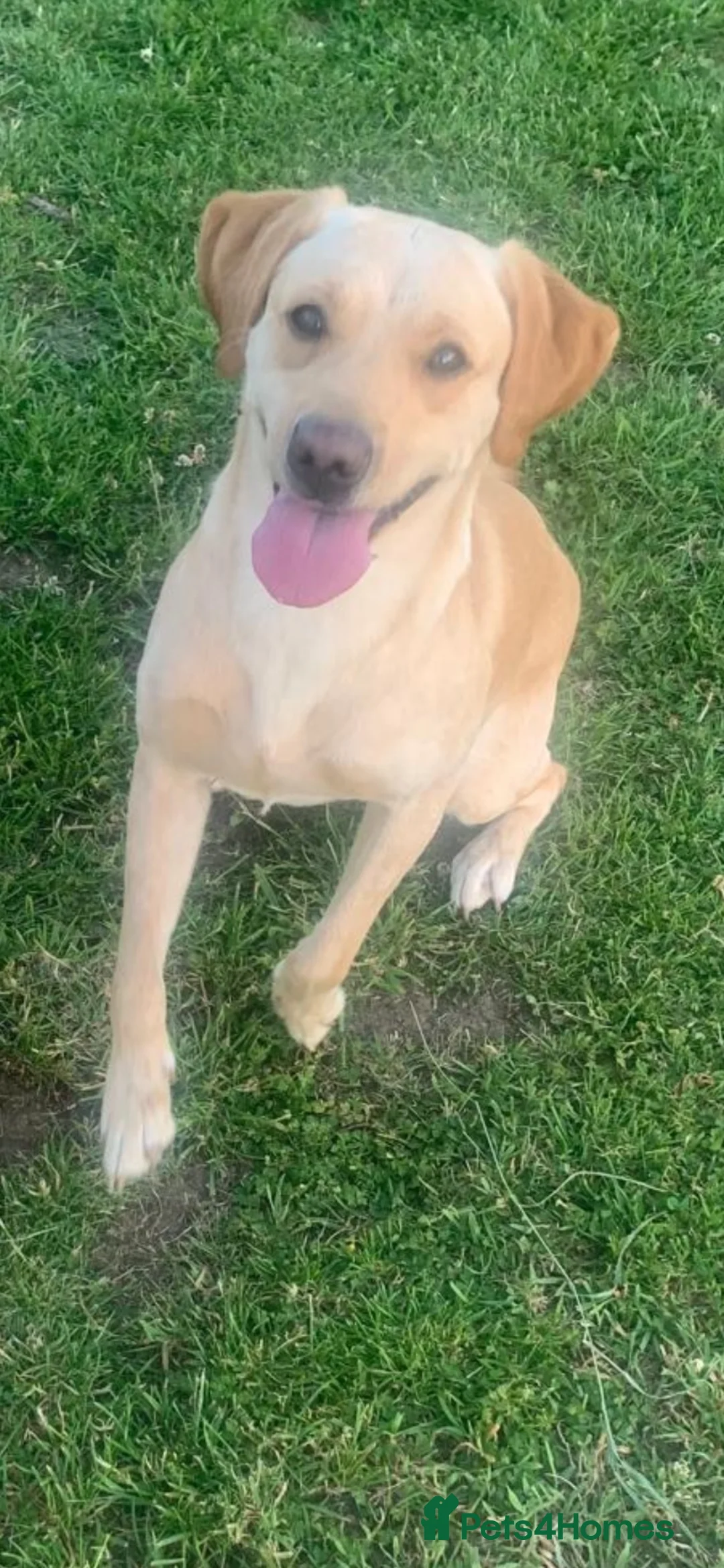 Labrador Retriever dogs for sale: Beautiful Labrador girl looking for her new family - Advert 6