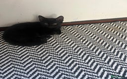 Domestic Shorthair cats for sale: Short haired domestic kittens 1 boy 1 girl in Huntingdon - Image 6