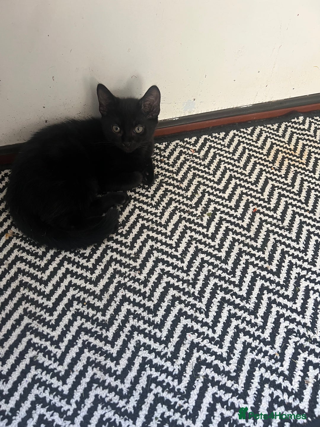 Domestic Shorthair cats for sale: Short haired domestic kittens 1 boy 1 girl in Huntingdon - Image 6