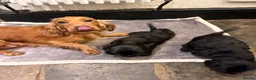 Cocker Spaniel dogs for sale: Stunning show type cocker spaniels - Advert 5