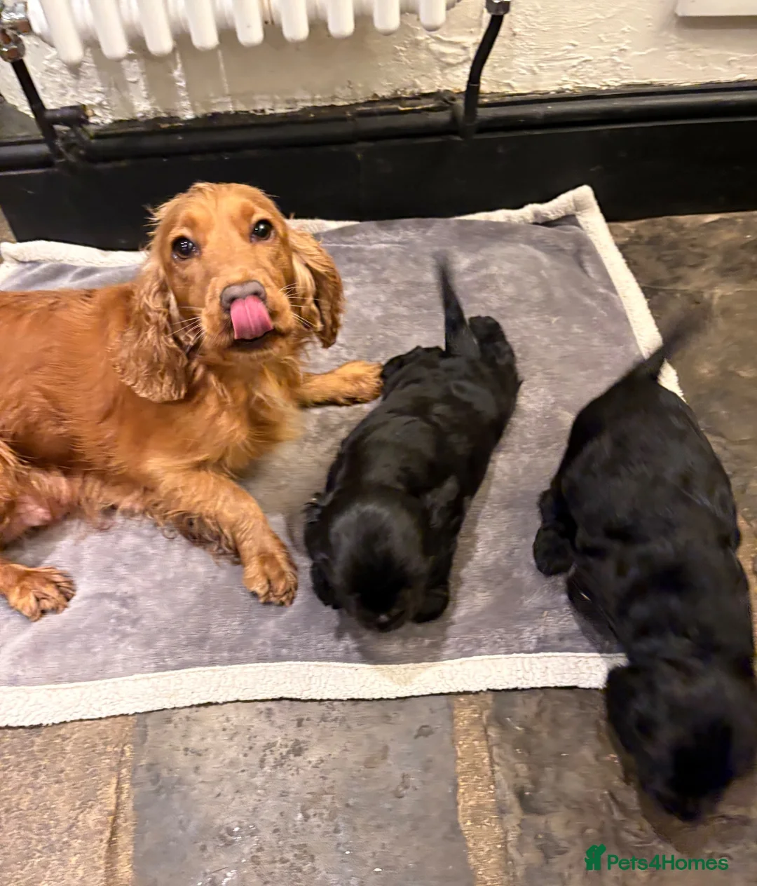 Cocker Spaniel dogs for sale: Stunning show type cocker spaniels - Advert 5