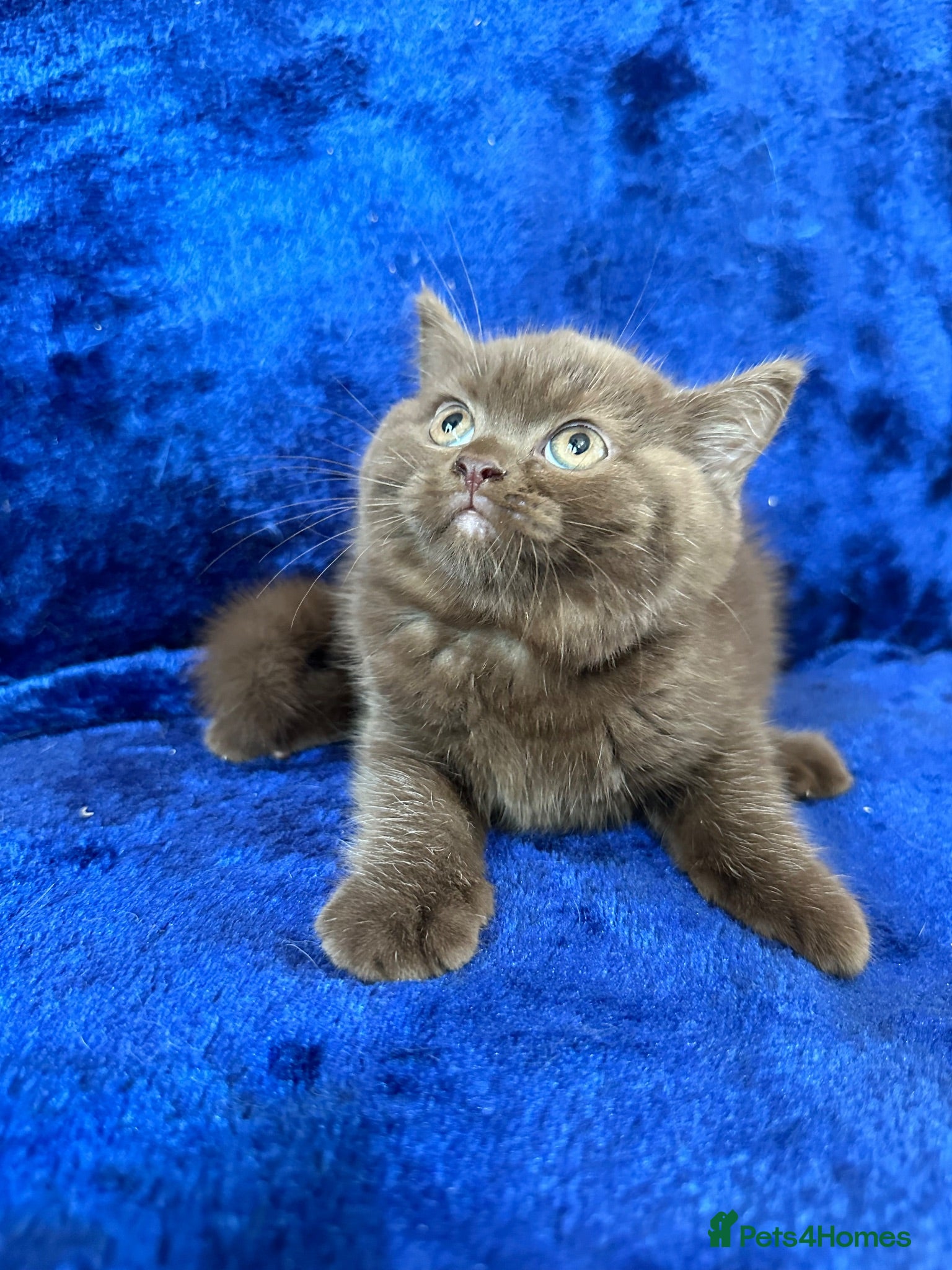 British Shorthair cats Champion pedigree bsh kittens cinnamon and lilac  - Advert 1