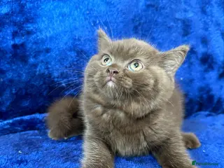 British Shorthair cats Champion pedigree bsh kittens cinnamon and lilac - Advert 1