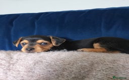 Mixed Breed dogs for sale: Miniature Dacshund/Miniature Yorkie ❤️❤️❤️ - Image 24