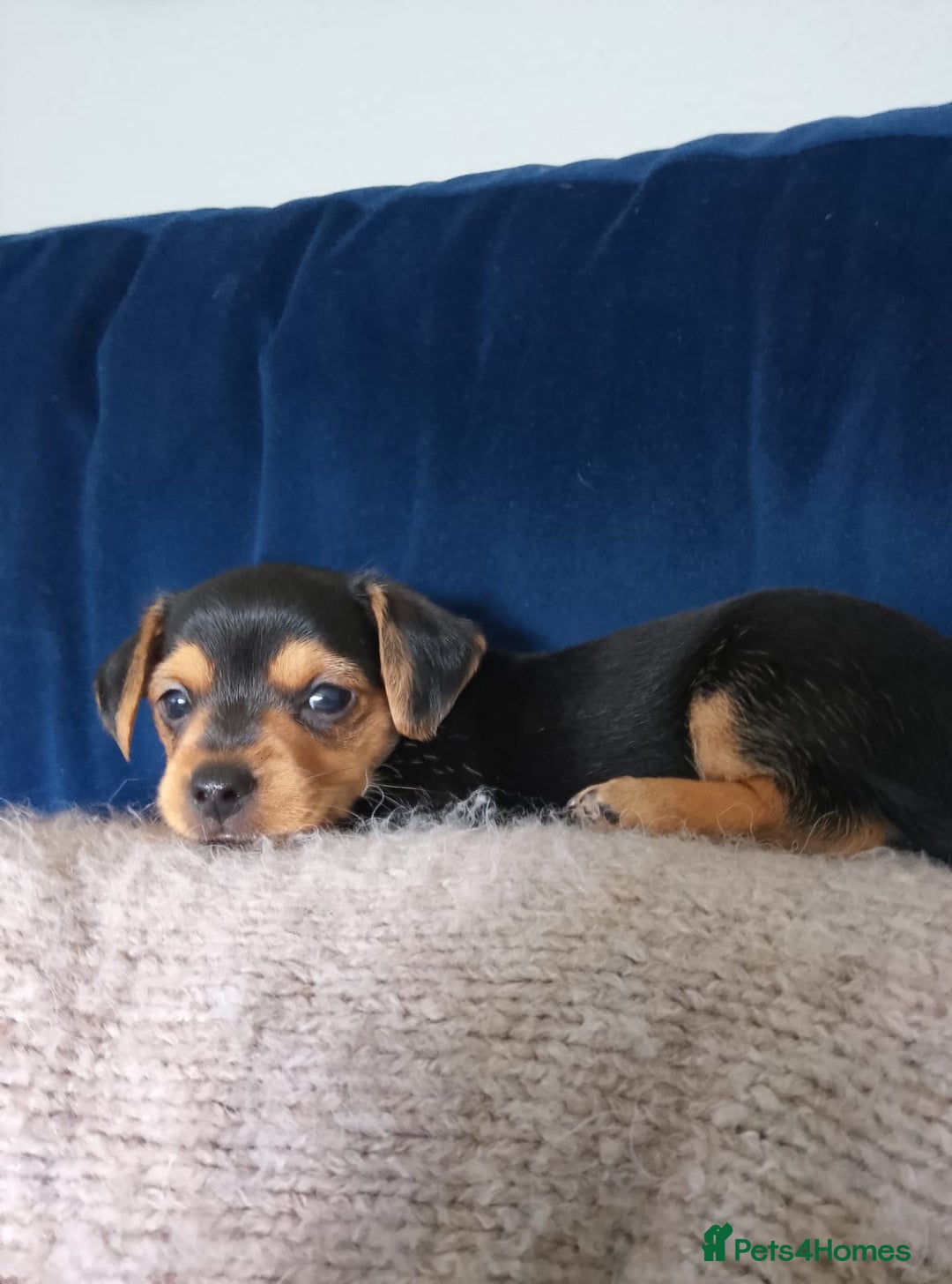 Mixed Breed dogs for sale: Miniature Dacshund/Miniature Yorkie ❤️❤️❤️ - Image 24