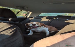 Beaglier dogs for sale: Beaglier - Image 4