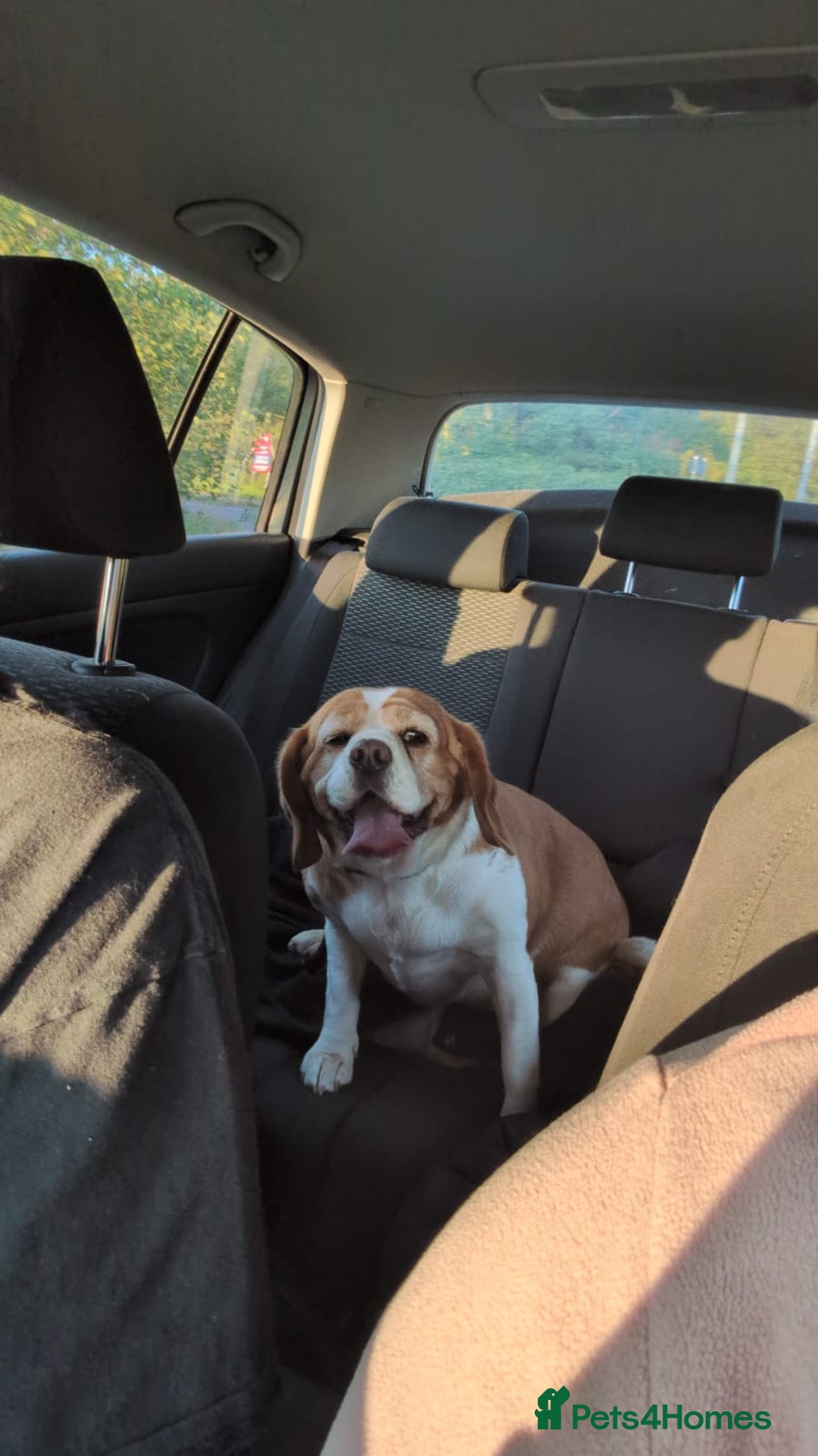 Beaglier dogs for sale: Beaglier - Image 4