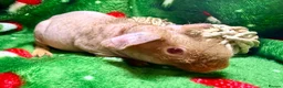 Guinea Pig rodents for sale: Superb Friendly pair of Skinny Pig Boys - Advert 12