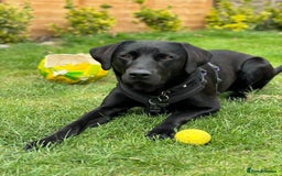 Labrador Retriever dogs for sale: Equal parts adventure and sofa buddies (Labradors) - Image 27