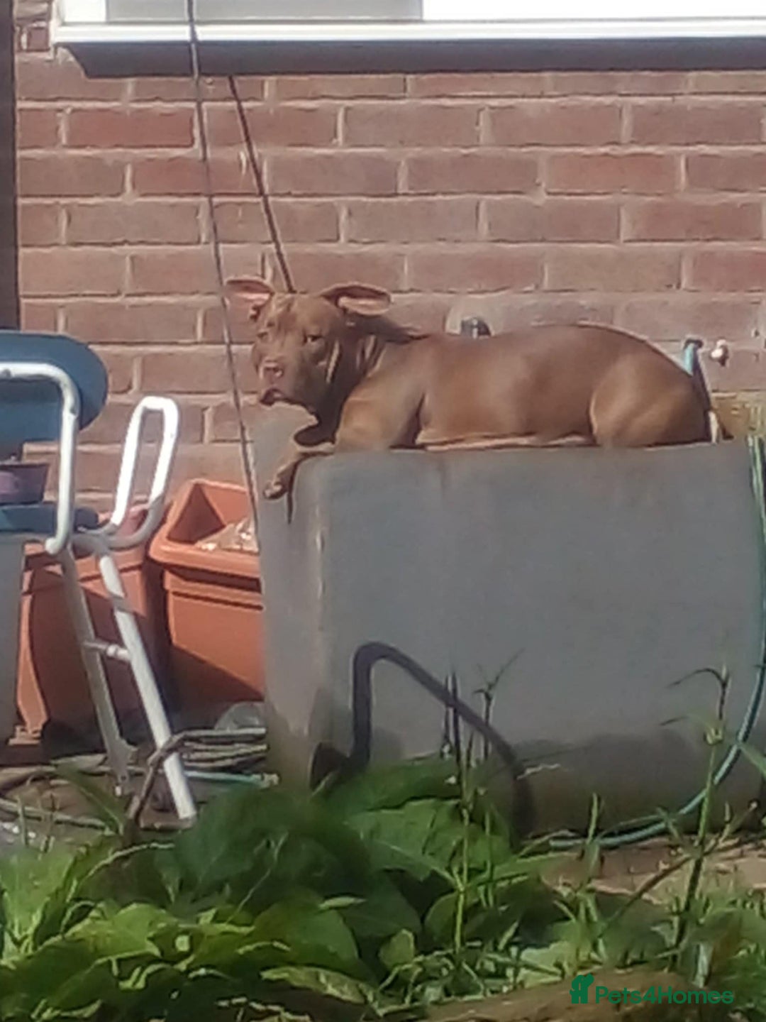 American Bully dogs for sale: Abkc pocket bully bitch  - Advert 10