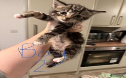 Mixed Breed cats for sale: 6 kittens for sale - 2 LEFT - Image 3