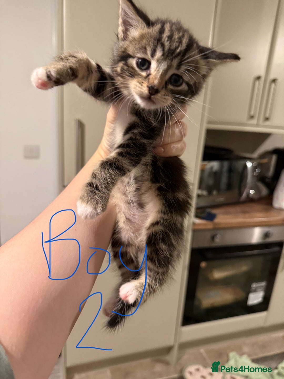 Mixed Breed cats for sale: 6 kittens for sale - 2 LEFT - Image 3