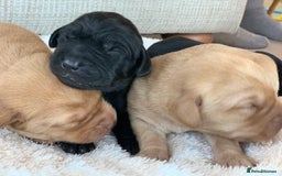 Labrador Retriever dogs for sale: Beautiful KC reg Labrador puppies - Image 2