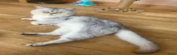 Scottish Fold cats for sale: Scottish fold kittens for sale  - Advert 10