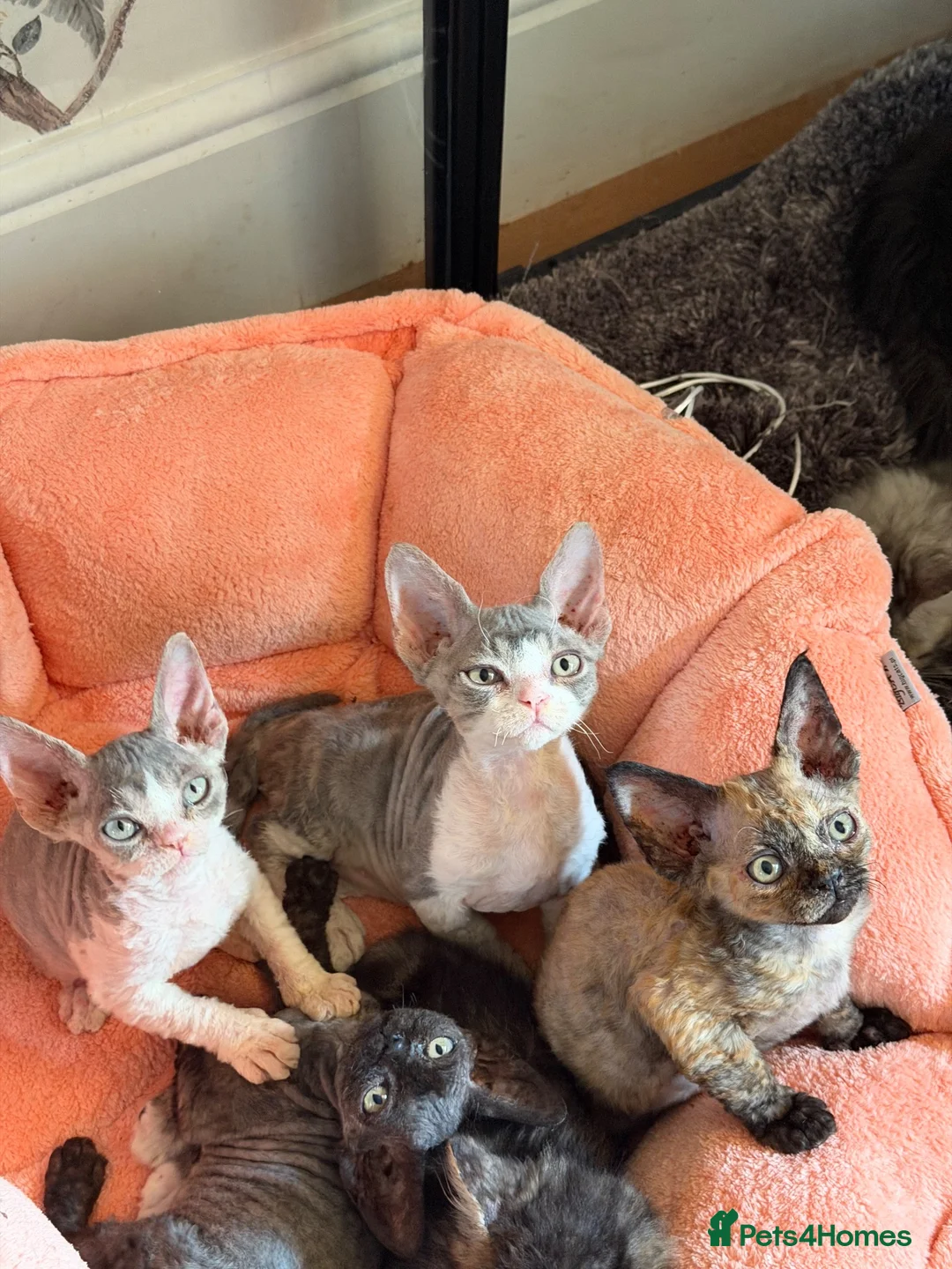 Devon Rex cats for sale: Two beautiful Devon Rex Boys - Advert 1