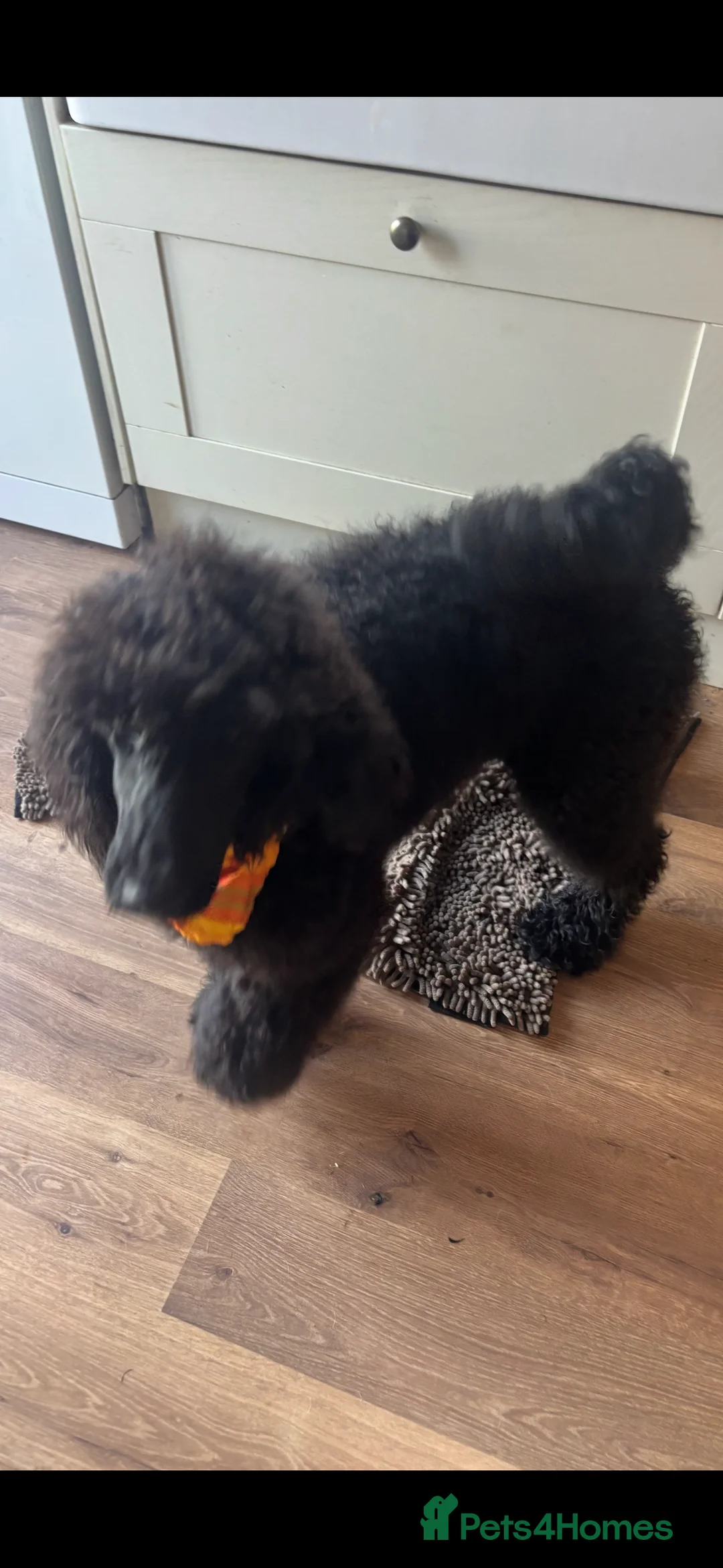 Standard Poodle dogs for sale: Kc Registered Standard Poodle Boys - Advert 5