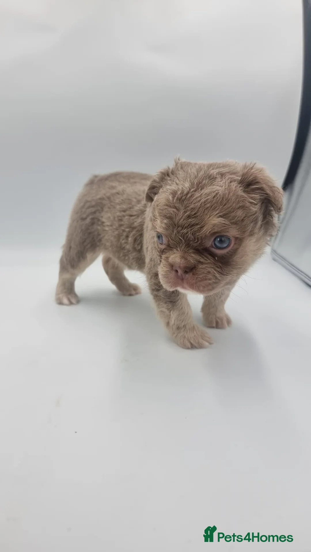 French Bulldog dogs for sale: KC REG FLUFFY NEWSHADE FRENCHBULLDOG PUPPIES  in Sheffield - Advert 2