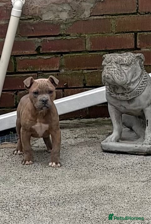 Mixed Breed dogs Olde English Bulldog cross Staffordshire puppys - Advert 11
