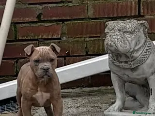 Mixed Breed dogs Olde English Bulldog cross Staffordshire puppys - Advert 4