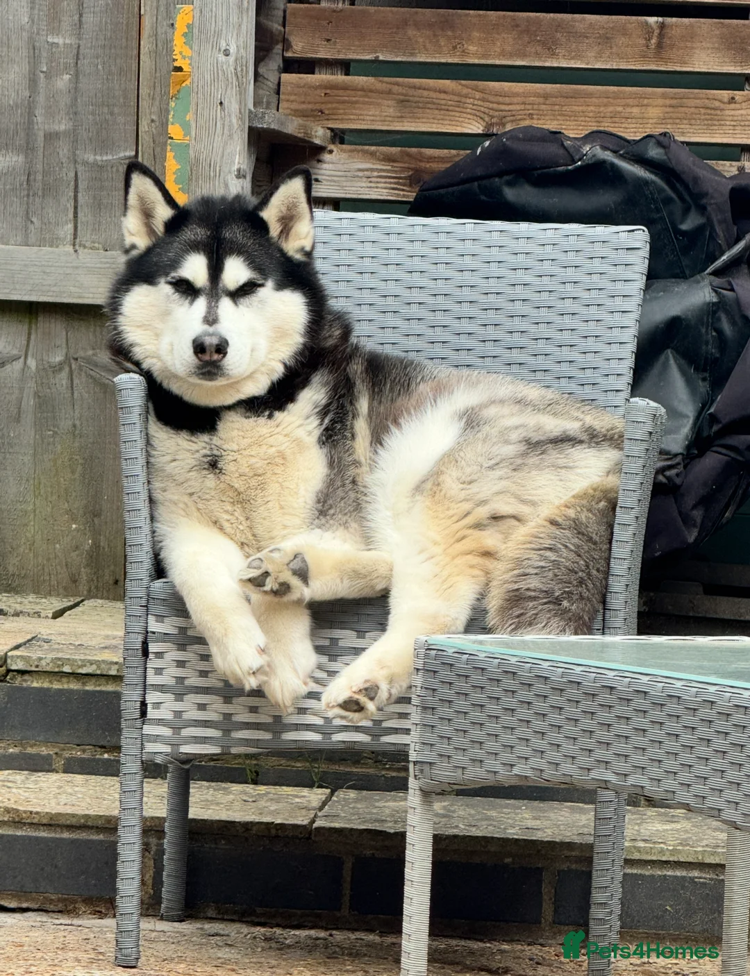 Siberian Husky dogs for sale: Siberian husky  - Advert 2