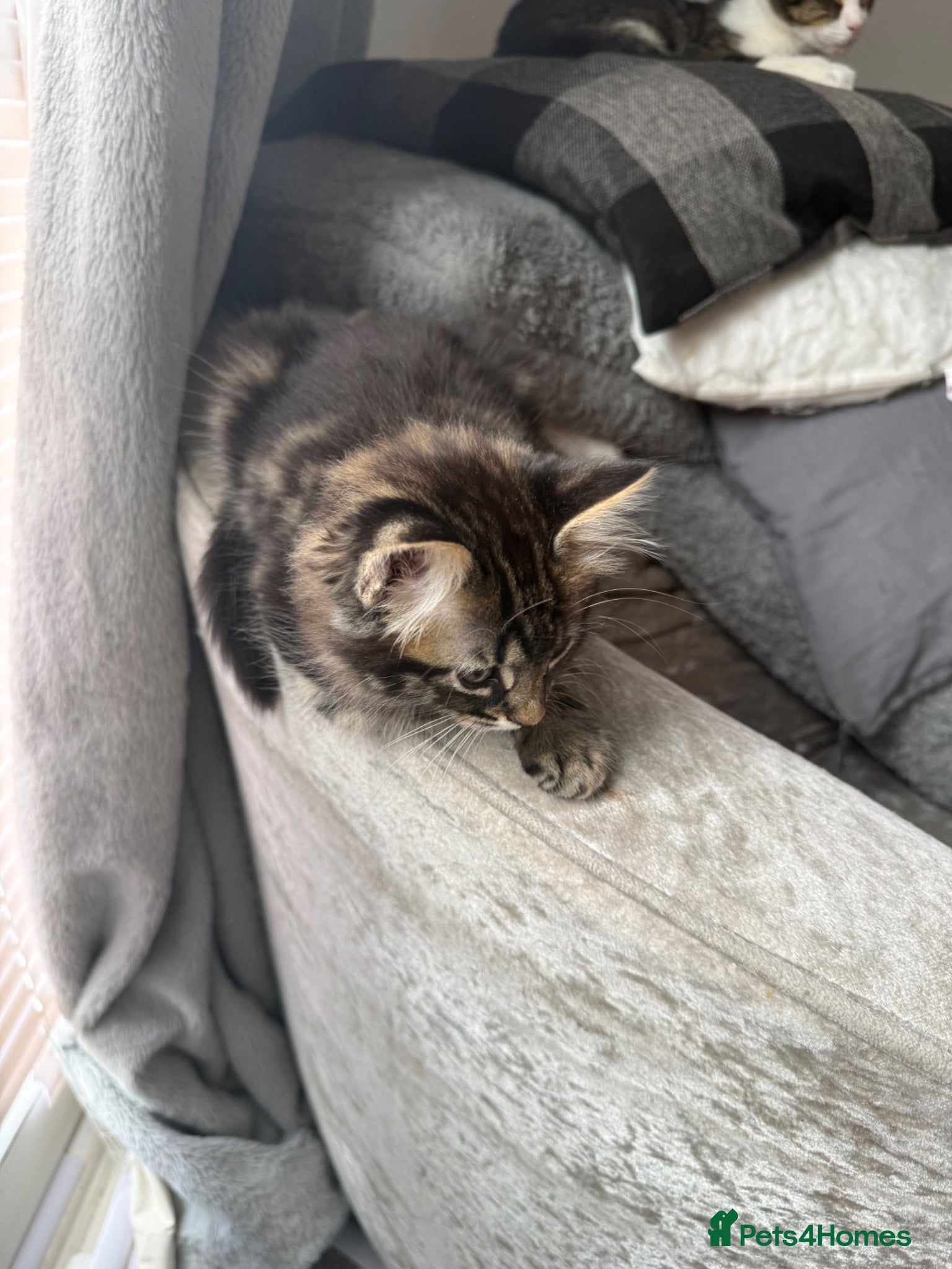 Mixed Breed cats 5 Gorgeous Kittens – Fluffy –  - Advert 1